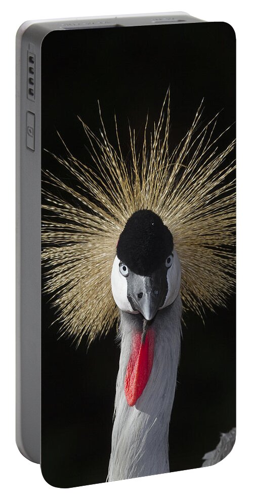 Mp Portable Battery Charger featuring the photograph Grey Crowned Crane Balearica Regulorum by Zssd