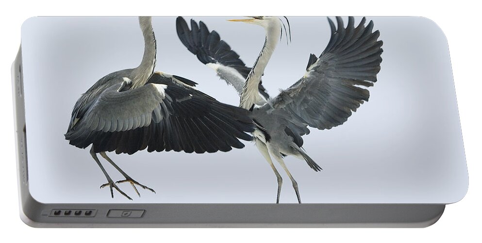 Mp Portable Battery Charger featuring the photograph Grey Heron Ardea Cinerea Pair Fighting by Konrad Wothe
