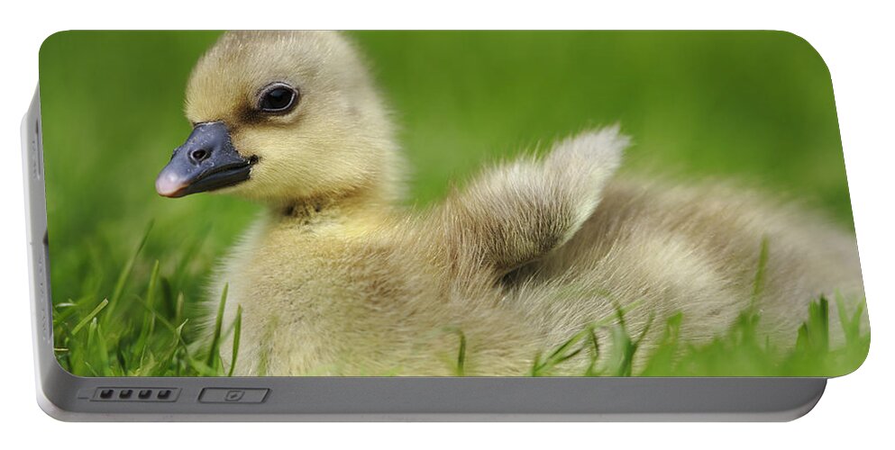 00621631 Portable Battery Charger featuring the photograph Greylag Goose Gosling by Cyril Ruoso