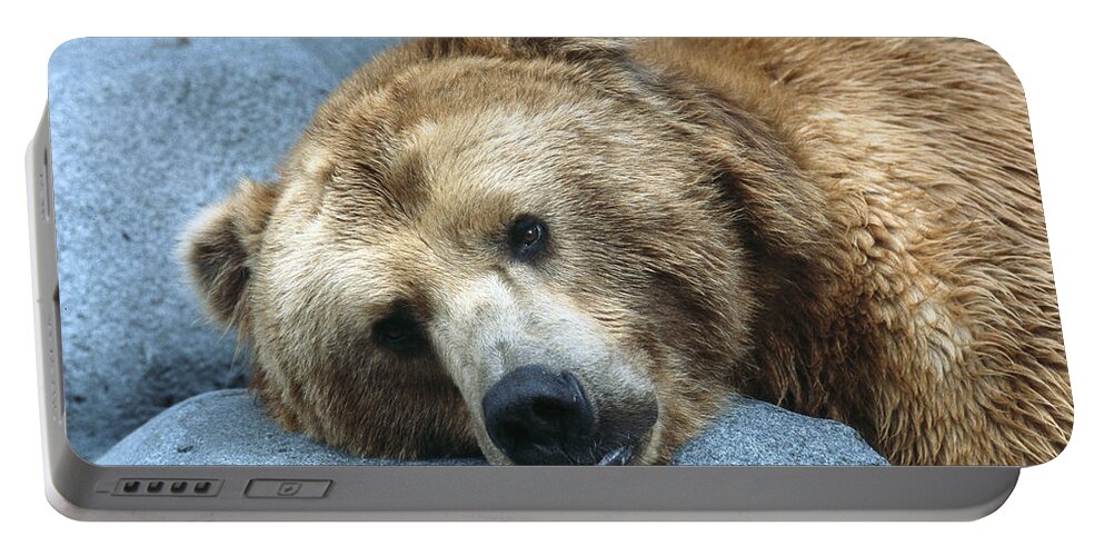 Bear Portable Battery Charger featuring the photograph Grizzly Bear Ursus Arctos Horribilis by San Diego Zoo