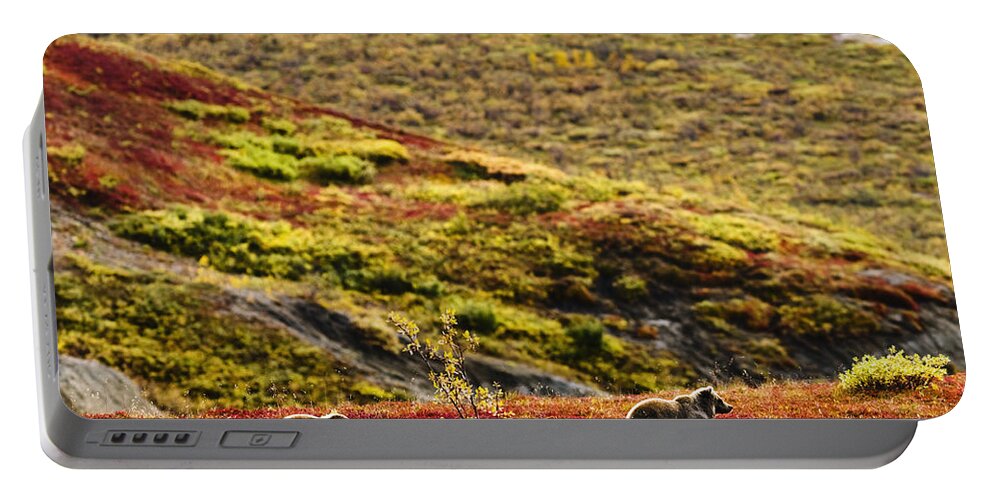 Animals In The Wild Portable Battery Charger featuring the photograph Grizzly Bears And Fall Colours, Denali by Yves Marcoux