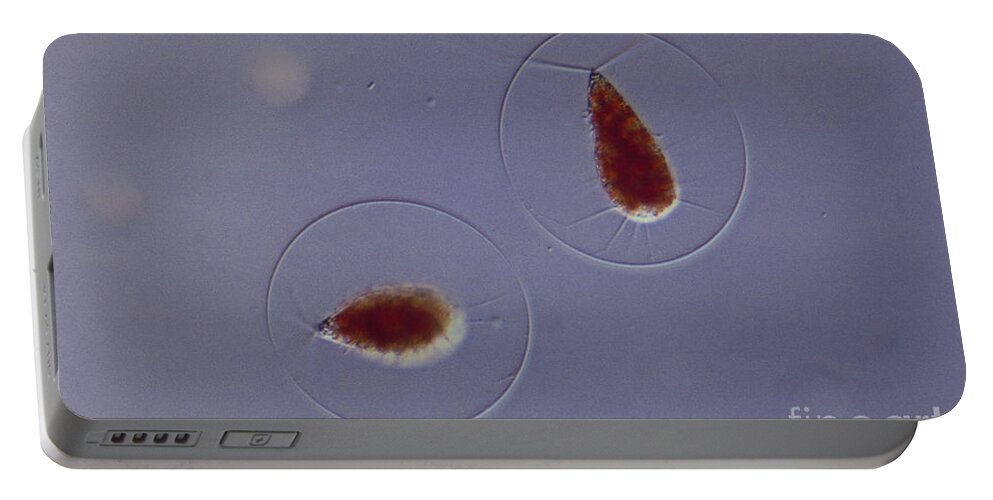 Science Portable Battery Charger featuring the photograph Haematococcus Sp. Green Algae, Lm by M. I. Walker
