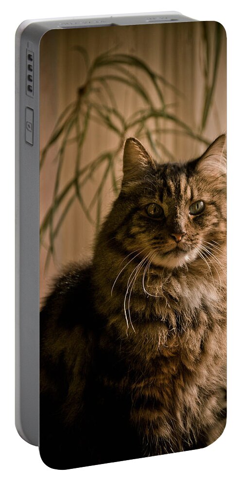 Kitten Portable Battery Charger featuring the photograph Handsome Harv by Trish Tritz