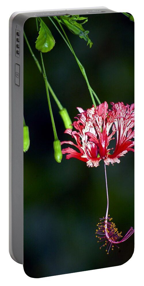 Hawaii Portable Battery Charger featuring the photograph Hanging Coral Hibiscus by Lehua Pekelo-Stearns