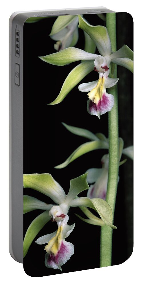 00750529 Portable Battery Charger featuring the photograph Hardy Calanthe Orchid China by Mark Moffett