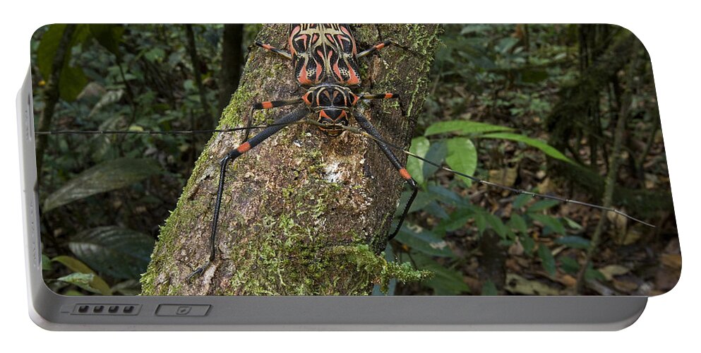 00298531 Portable Battery Charger featuring the photograph Harlequin Beetle Female Acarai Mts by Piotr Naskrecki