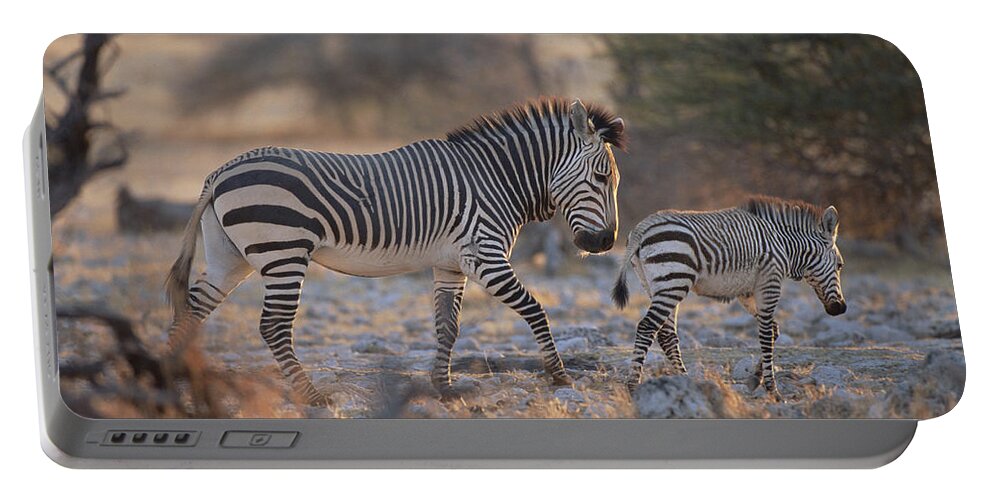 Mp Portable Battery Charger featuring the photograph Hartmanns Mountain Zebra Equus Zebra by Konrad Wothe