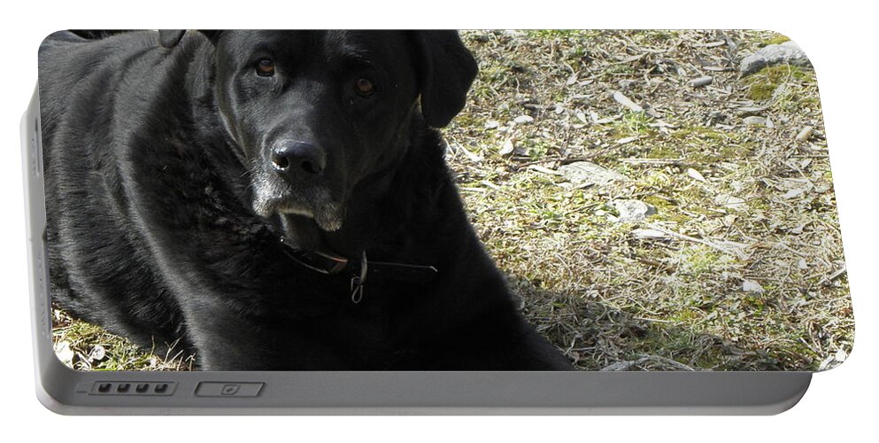 Labrador Portable Battery Charger featuring the photograph Hating Mondays by Kim Galluzzo