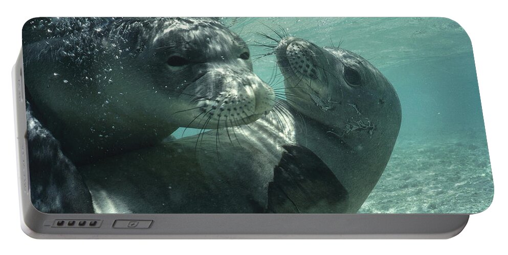 Mp Portable Battery Charger featuring the photograph Hawaiian Monk Seals by Flip Nicklin