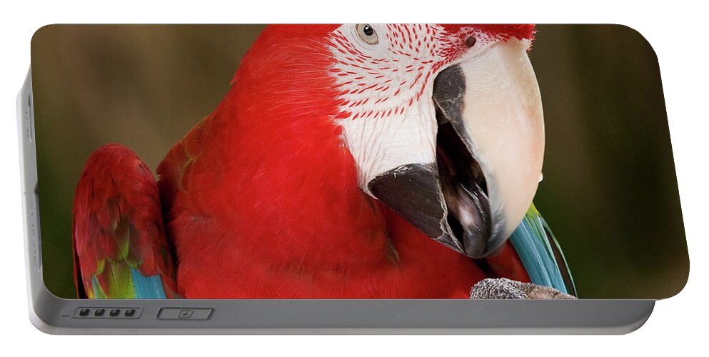 Birds Portable Battery Charger featuring the photograph He went that way by Sue Karski