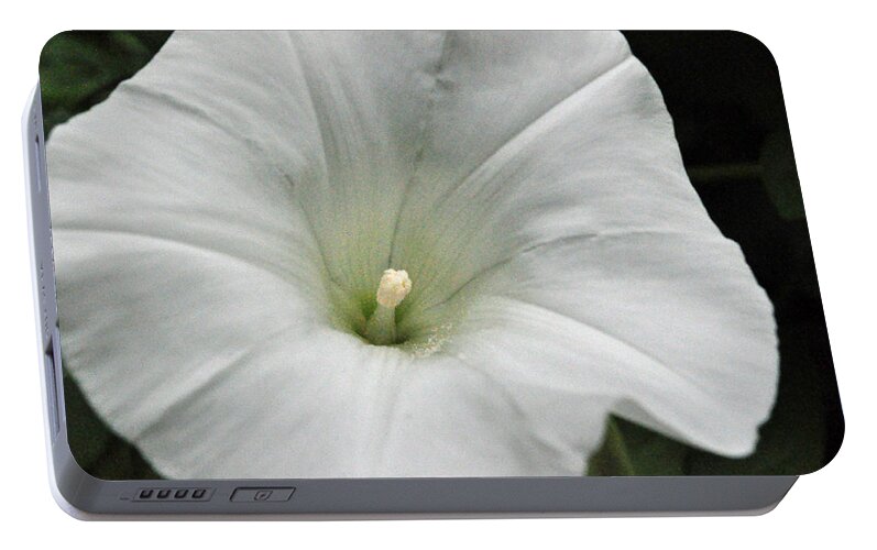 Floral Portable Battery Charger featuring the photograph Hedge Morning Glory by Tikvah's Hope