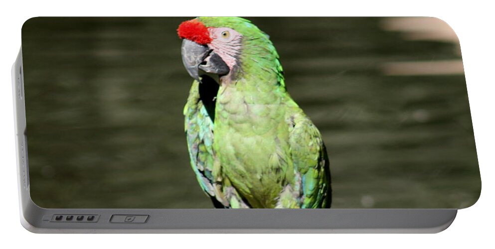 Macaw Portable Battery Charger featuring the photograph Hello Polly by Kim Galluzzo