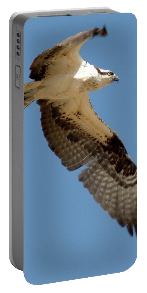 Osprey Portable Battery Charger featuring the photograph High Flyer by Brent L Ander