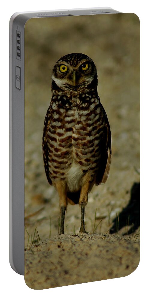 Owl Portable Battery Charger featuring the photograph Hoo Are You? by David Weeks