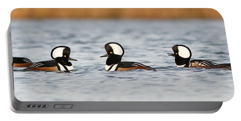 Hooded Portable Battery Charger featuring the photograph Hooded Mergansers by Mircea Costina Photography