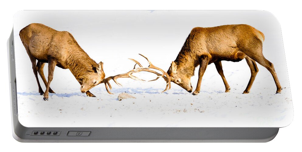 Wapiti Portable Battery Charger featuring the photograph Horns a Plenty by Cheryl Baxter