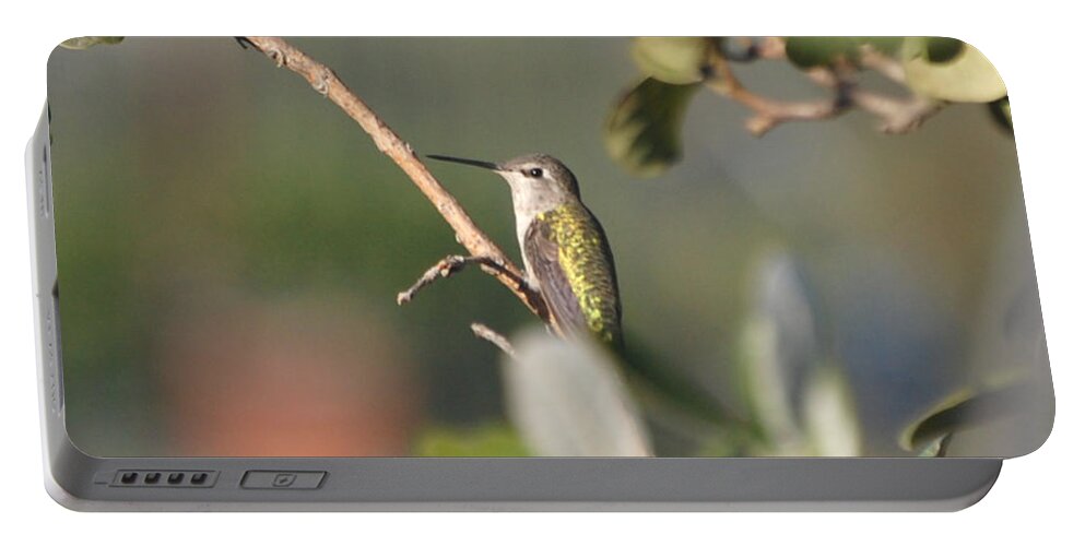 Anna's Hummingbird Portable Battery Charger featuring the photograph Hummingbird Resting at Dusk by Susan Stevens Crosby