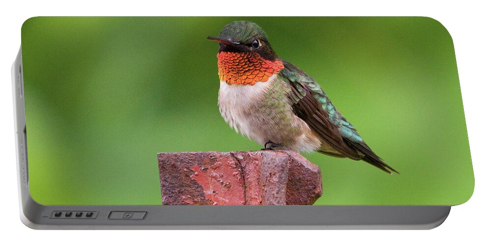 Hummingbird Portable Battery Charger featuring the photograph Hummy Perch by Steve Stuller