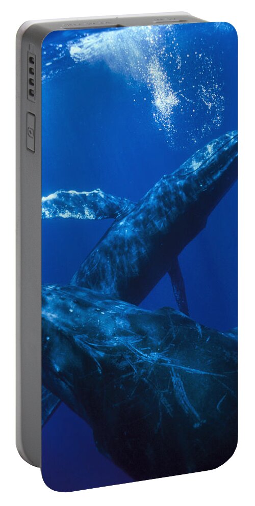 00124046 Portable Battery Charger featuring the photograph Humpback Whale Singer Blowing Bubbles by Flip Nicklin
