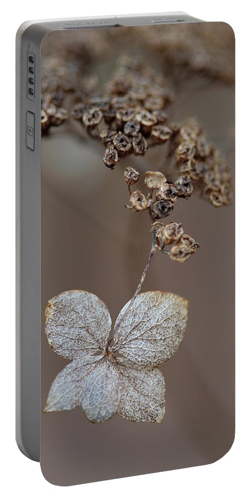 Plant Portable Battery Charger featuring the photograph Hydrangea arborescens Dry Flower Head In Winter by Daniel Reed