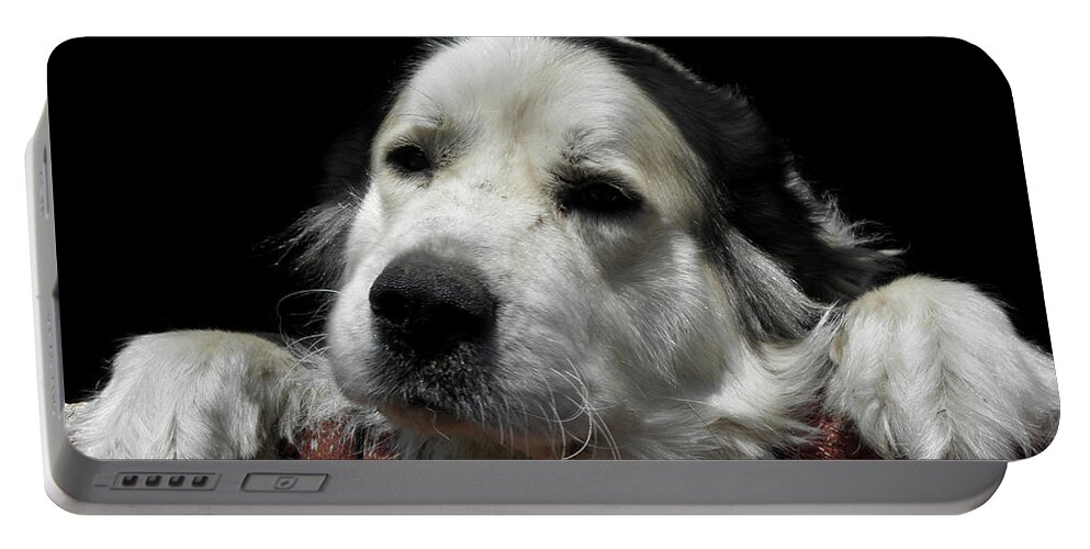 Dog Portable Battery Charger featuring the photograph I want to play by Kim Galluzzo Wozniak