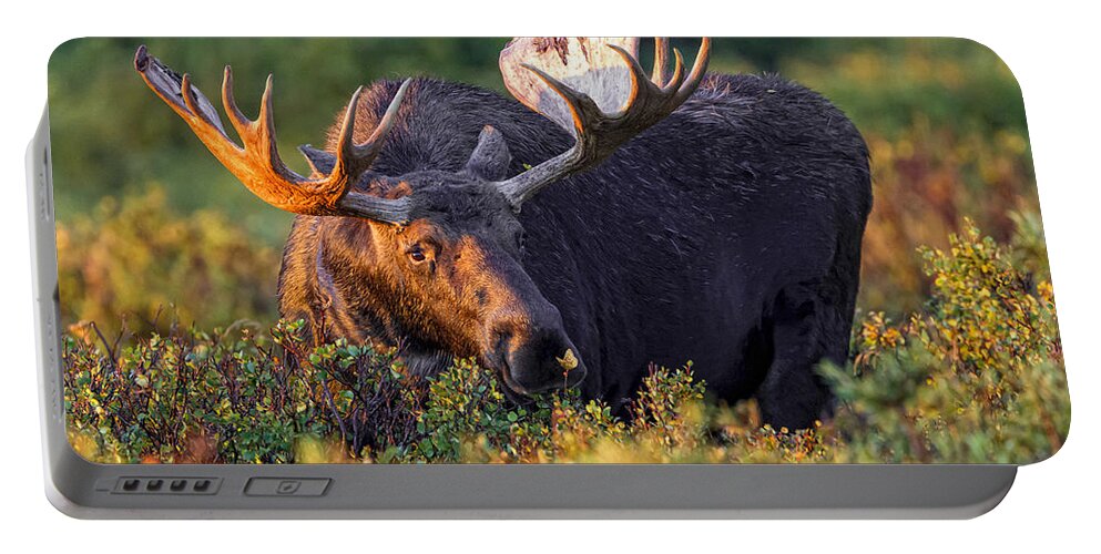 Moose Portable Battery Charger featuring the photograph I wish I could fly. by Fred J Lord