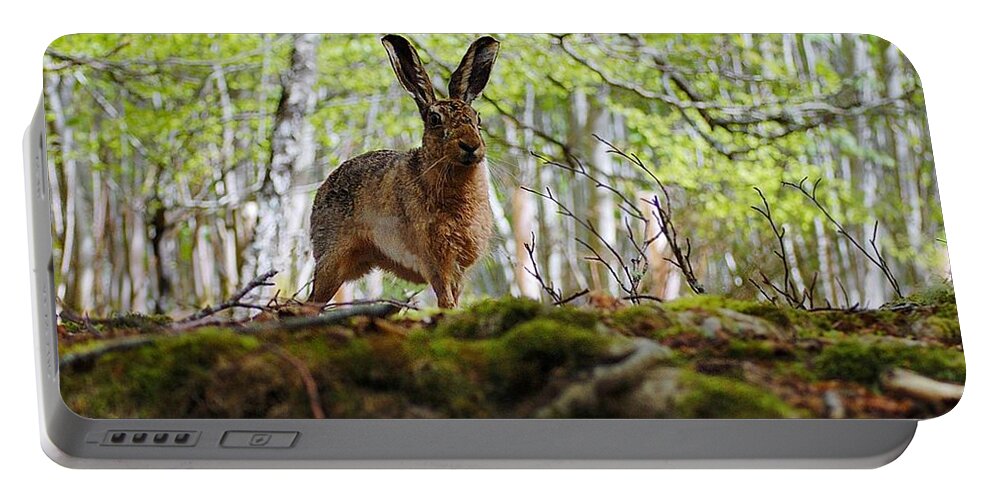 Brown Hare Portable Battery Charger featuring the photograph I'm all ears by Gavin Macrae