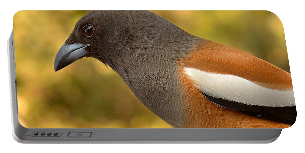 3003 Portable Battery Charger featuring the photograph Indian Treepie. A portrait. by Fotosas Photography