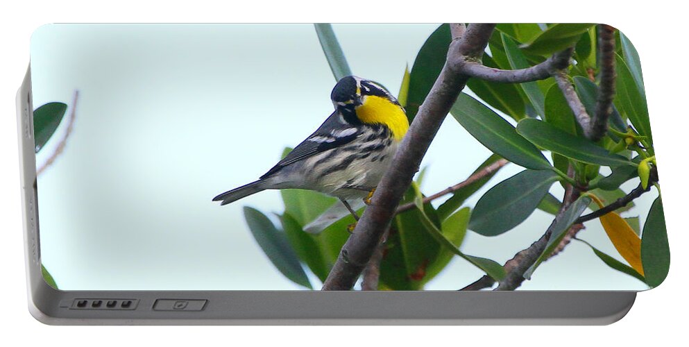 Yellow Throated Warbler Portable Battery Charger featuring the photograph Inquisitive Yellow throated warbler by Barbara Bowen