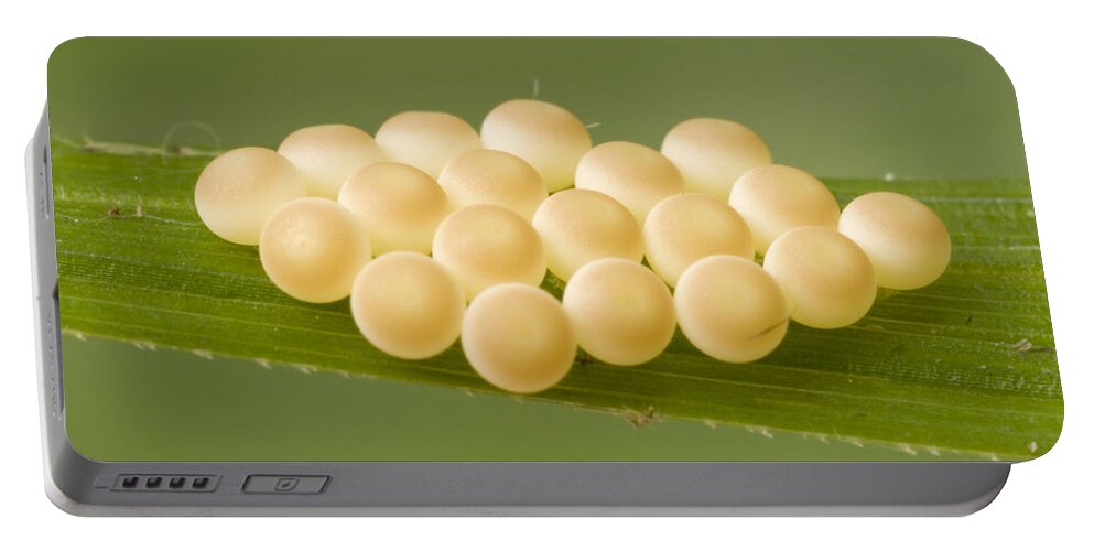 00298007 Portable Battery Charger featuring the photograph Insect Eggs Guinea West Africa by Piotr Naskrecki