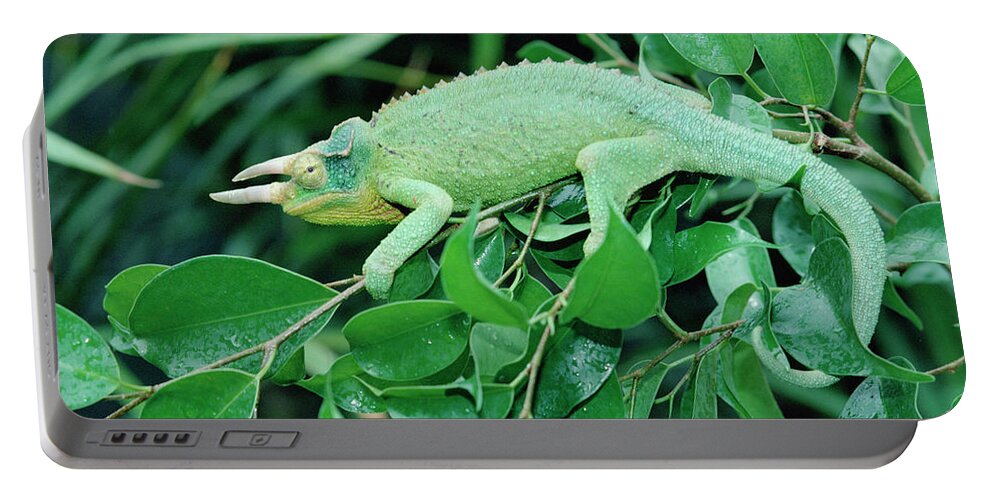 00200216 Portable Battery Charger featuring the photograph Jacksons Chameleon Chamaeleo Jacksonii by Gerry Ellis