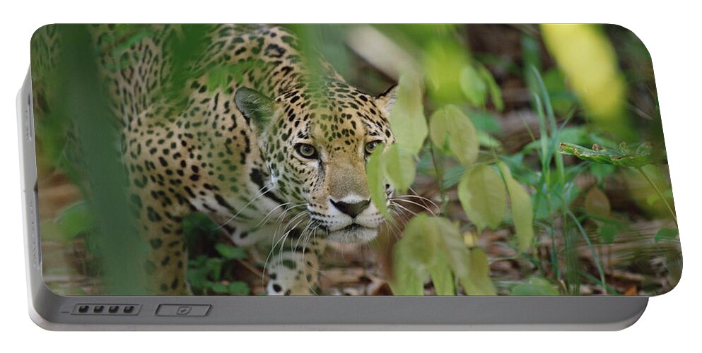 Mp Portable Battery Charger featuring the photograph Jaguar Panthera Onca Slinking by Gerry Ellis