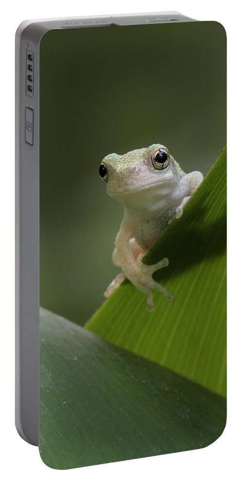 Grey Treefrog Portable Battery Charger featuring the photograph Juvenile Grey Treefrog by Daniel Reed