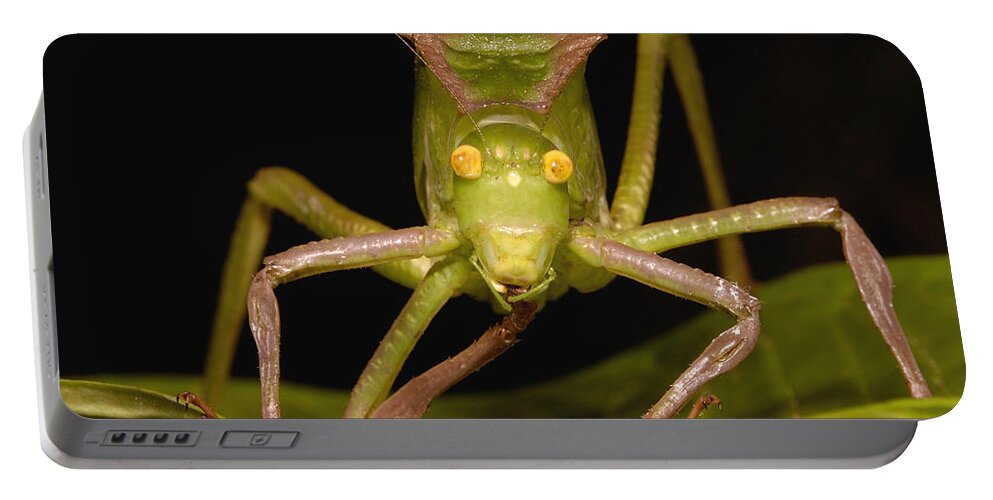 Mp Portable Battery Charger featuring the photograph Katydid Steirodon Sp Close-up Showing by Pete Oxford