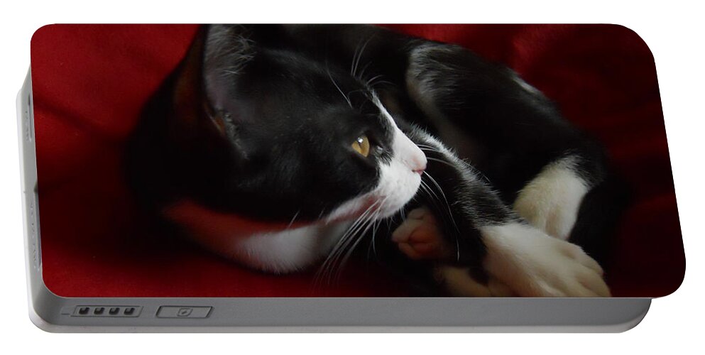 Kitten Portable Battery Charger featuring the photograph Kitten on Red by Maggy Marsh