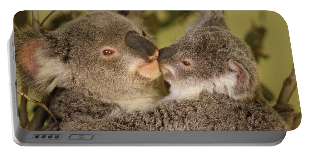 Mp Portable Battery Charger featuring the photograph Koala Phascolarctos Cinereus Mother by Gerry Ellis