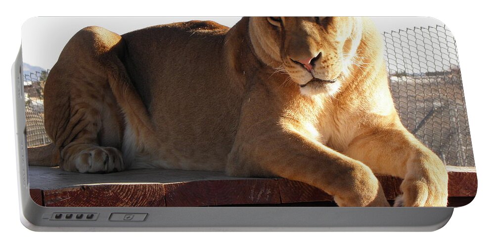 Lion Portable Battery Charger featuring the photograph Kumba the Lion by Kim Galluzzo Wozniak