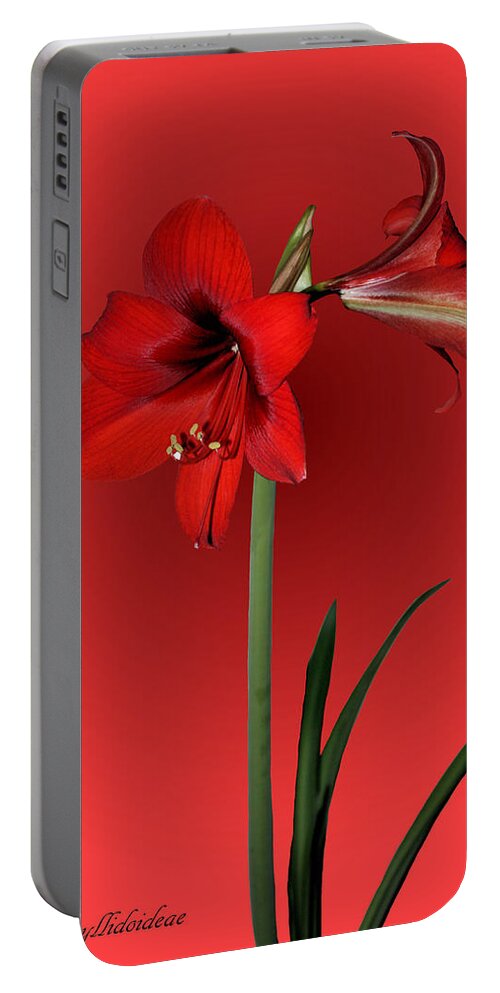 Amaryllis Portable Battery Charger featuring the photograph Lady in Red by Kristin Elmquist