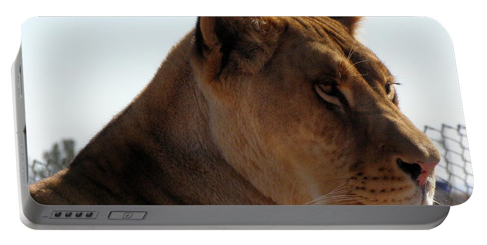 Lion Portable Battery Charger featuring the photograph Lion by Kim Galluzzo
