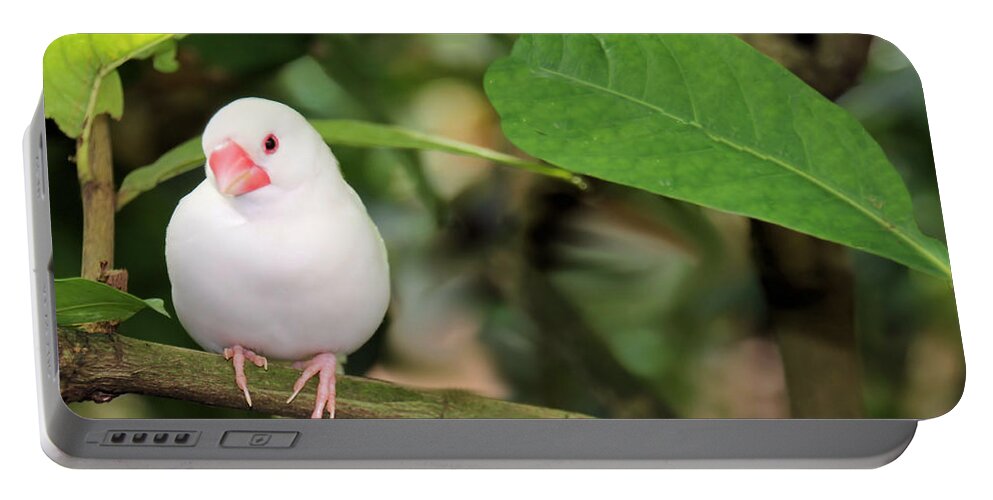 Bird Portable Battery Charger featuring the photograph Little White Bird by Rosalie Scanlon