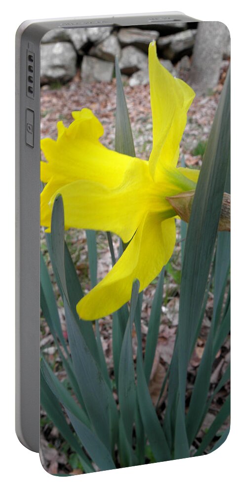 Daffodil Portable Battery Charger featuring the photograph Long Trumpet Daff by Kim Galluzzo