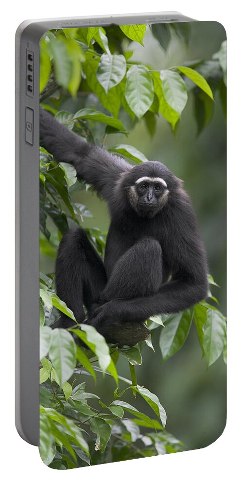Mp Portable Battery Charger featuring the photograph Mllers Bornean Gibbon Hylobates by Cyril Ruoso