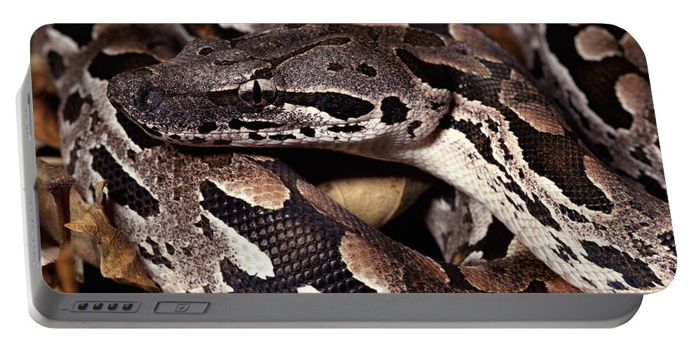 Mp Portable Battery Charger featuring the photograph Madagascar Ground Boa Acrantophis by Michael & Patricia Fogden