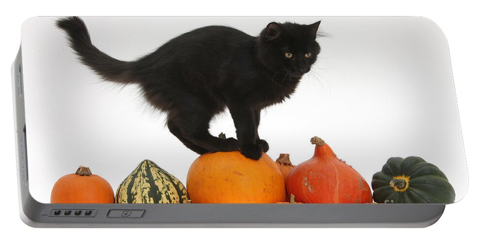 Nature Portable Battery Charger featuring the photograph Maine Coon Kitten On Halloween Pumpkins by Mark Taylor