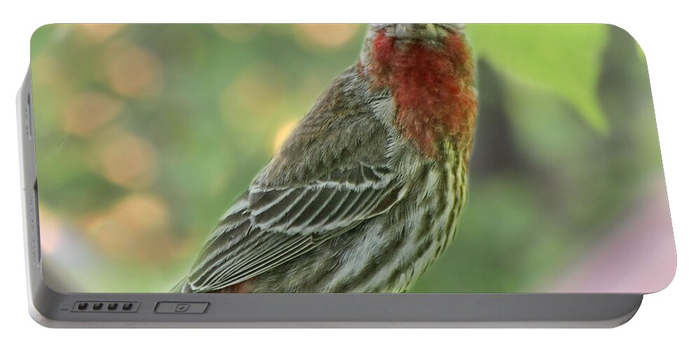Nature Portable Battery Charger featuring the photograph Male House Finch by Debbie Portwood