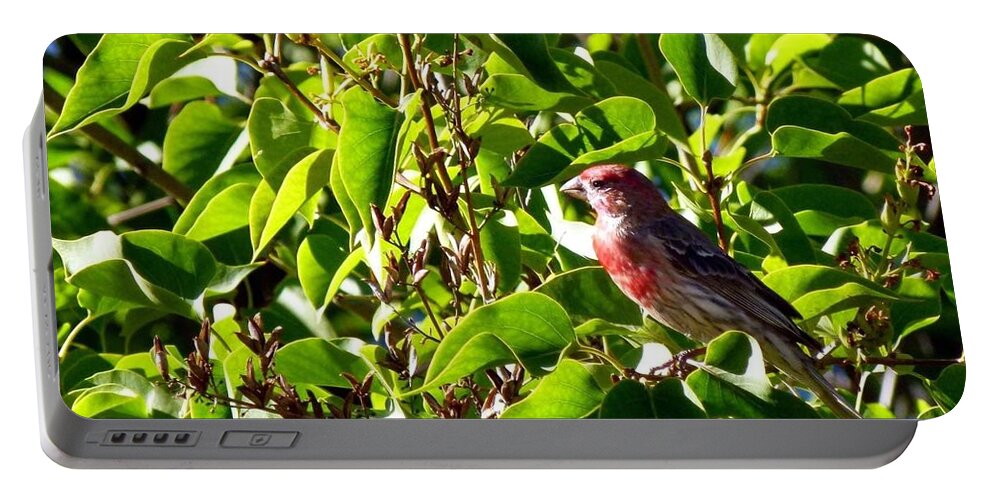 Male House Finch Portable Battery Charger featuring the photograph Male House Finch by Will Borden