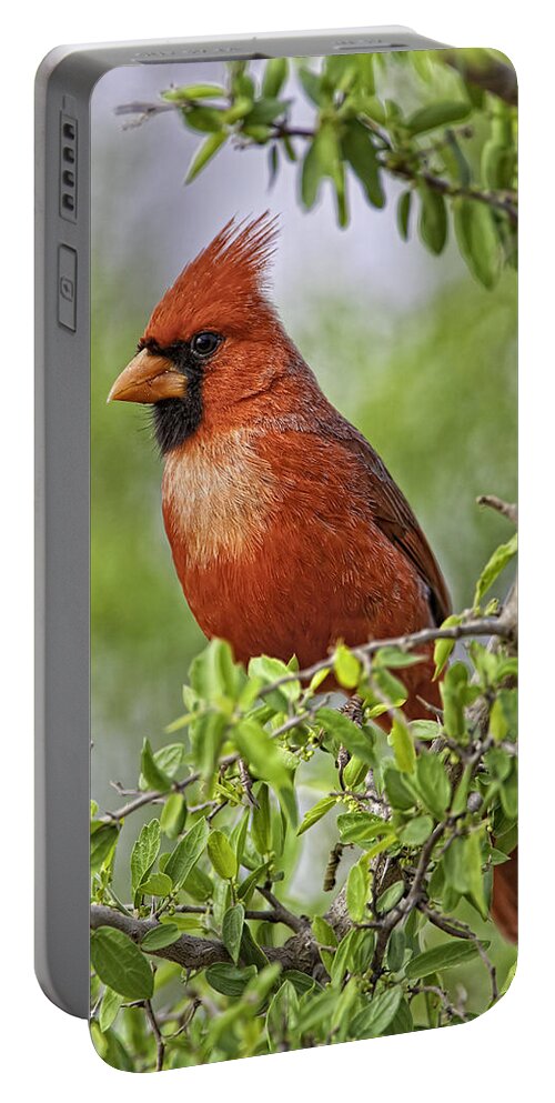 Texas Portable Battery Charger featuring the photograph Male Northern Cardinal by Fred J Lord