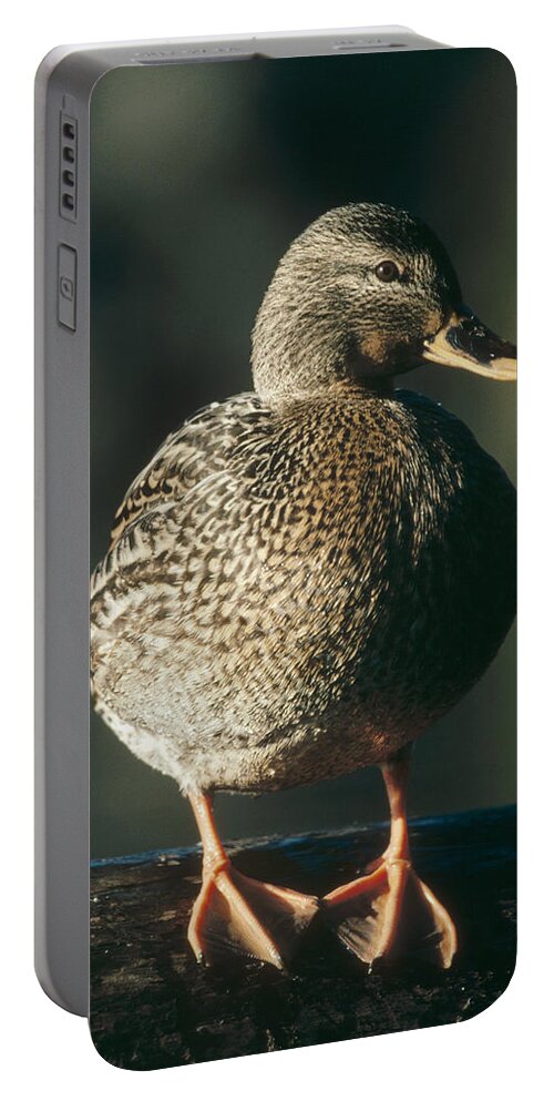 00171817 Portable Battery Charger featuring the photograph Mallard Female Portrait North America by Tim Fitzharris