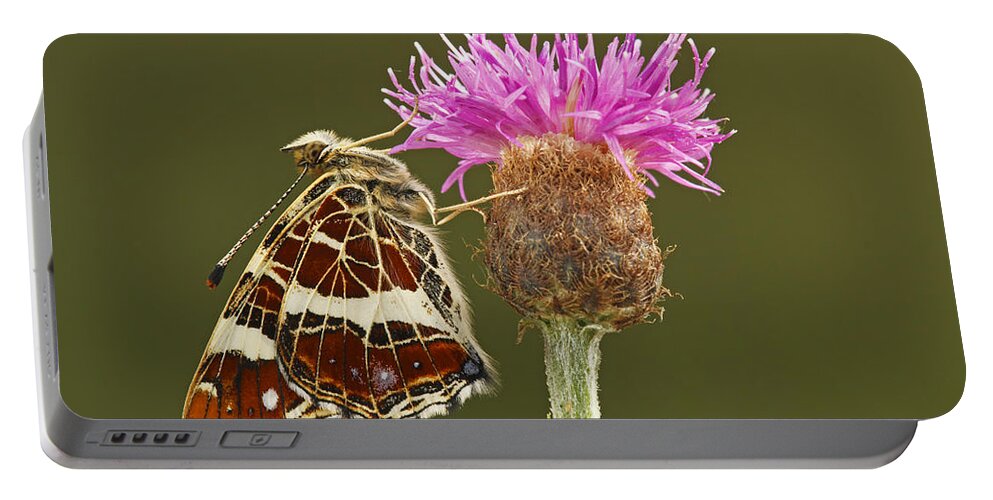 Fn Portable Battery Charger featuring the photograph Map Butterfly Araschnia Levana by Silvia Reiche