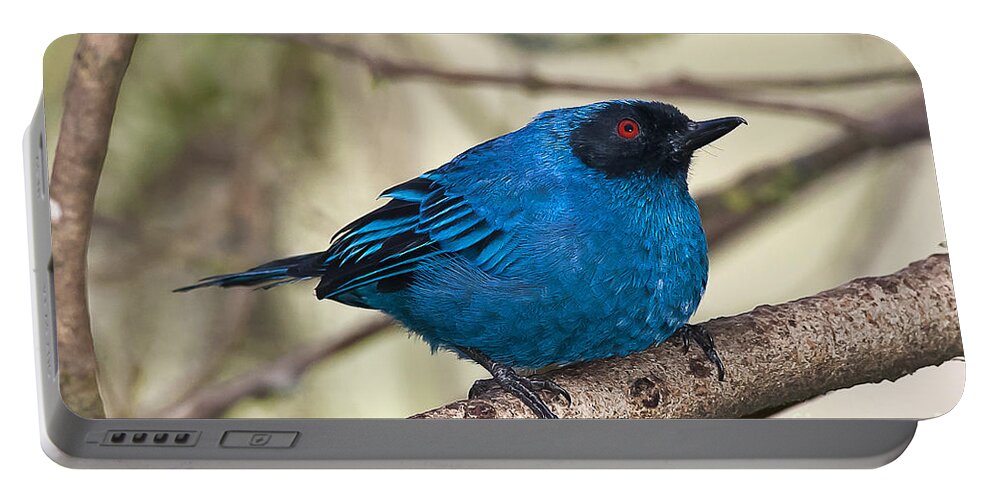 Animal Portable Battery Charger featuring the photograph Masked Flowerpiercer by Jean-Luc Baron